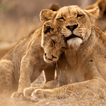 Lions With Big Cat Biologist Andrew Stein